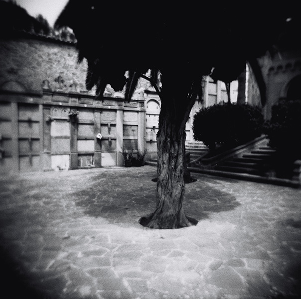 Olenka Carrasco. The Cemetery of the Living. The tree